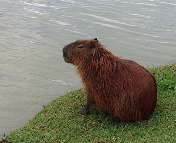 Capybara blog